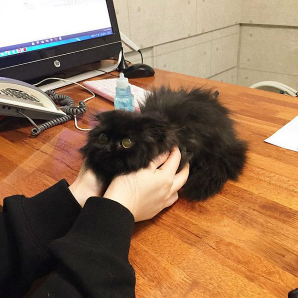 Коты и Кошки