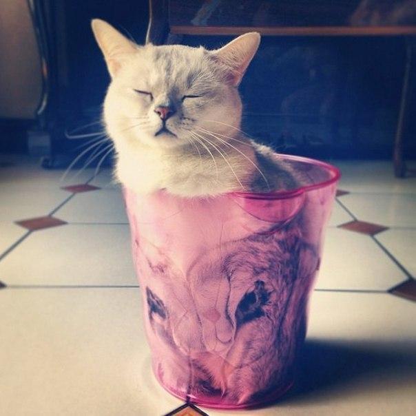 Коты и Кошки
