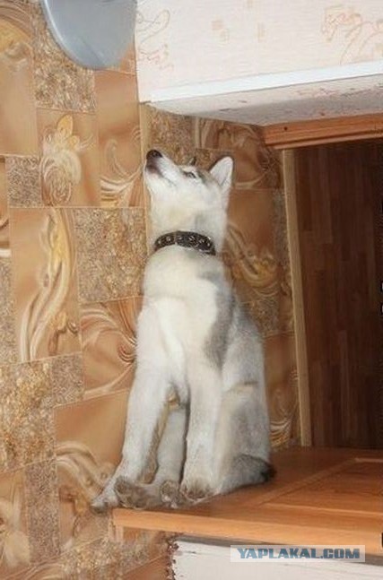Да мне и так нормально