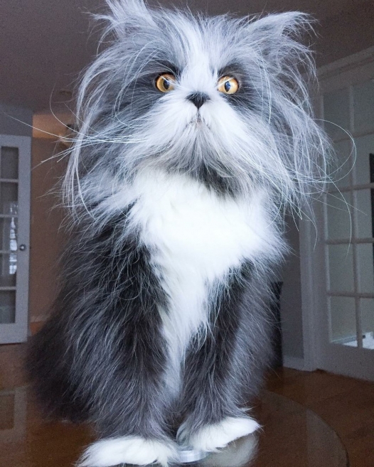 Котовторник 29.5.18