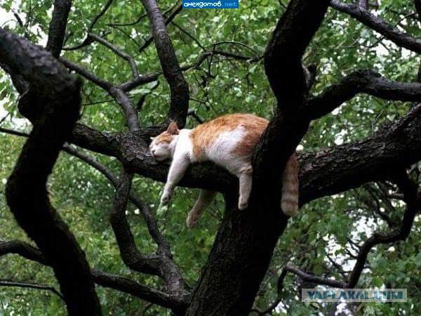 Котовторник 05.06.2018