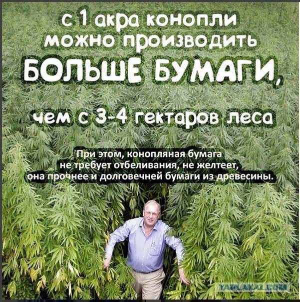 Забытое золото России — конопля