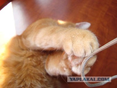 Котовторник на ЯПе (21.04.2009)