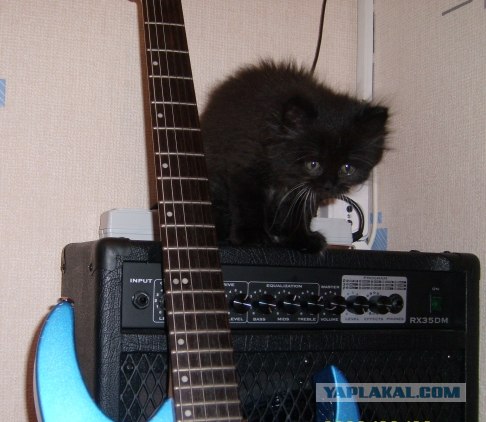 Котопятница