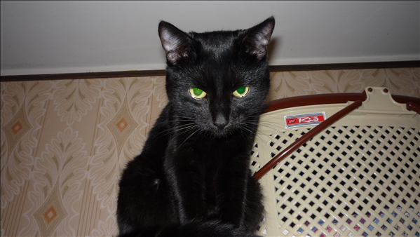 Котовторник 27 июля: лучше сидеть лежа!