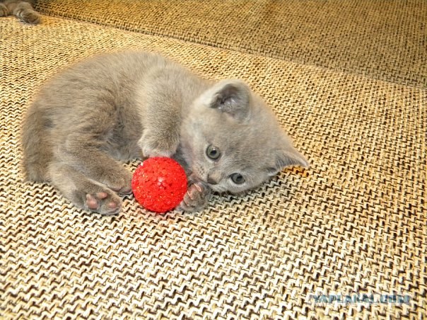 Котовторник?