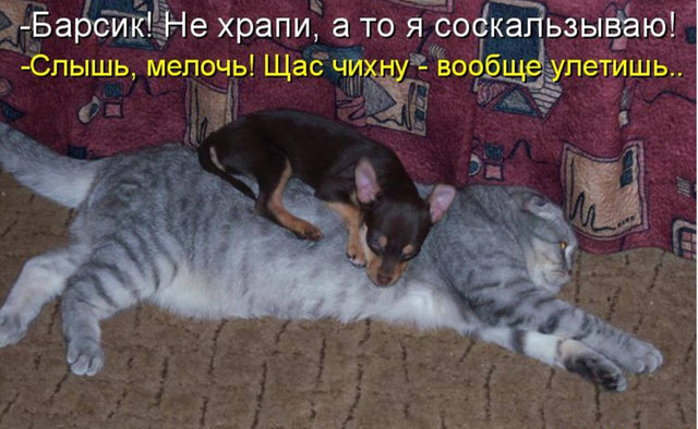 Котовторник 15.02.2011