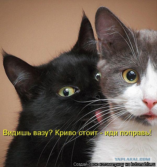 Сонный Котовторник