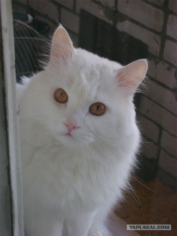 Котовторник так котовторник!