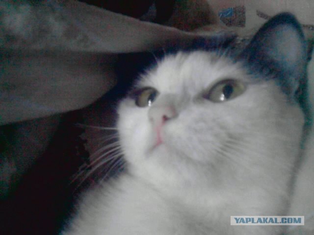 Котовторник 22.11.11