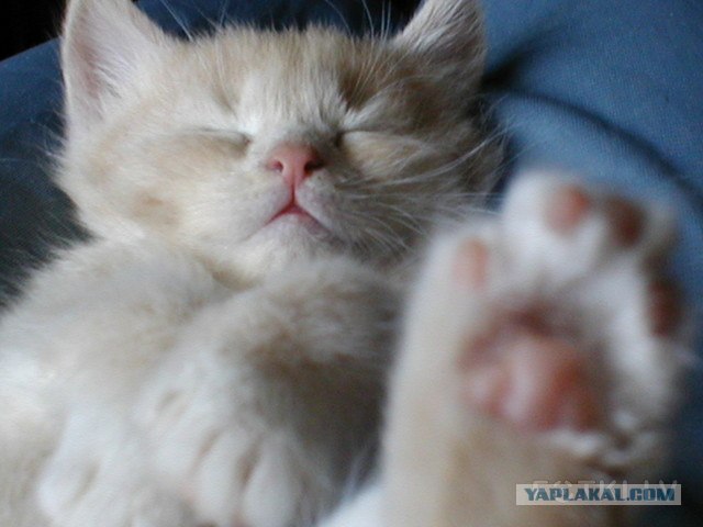 Котовторник   5.06.2012