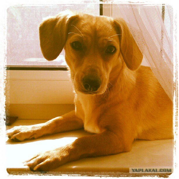 Собакочетверг 12.07.2012