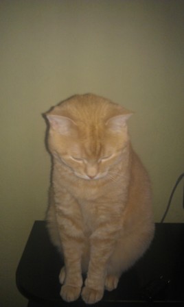 Котовторник 07.08.2012