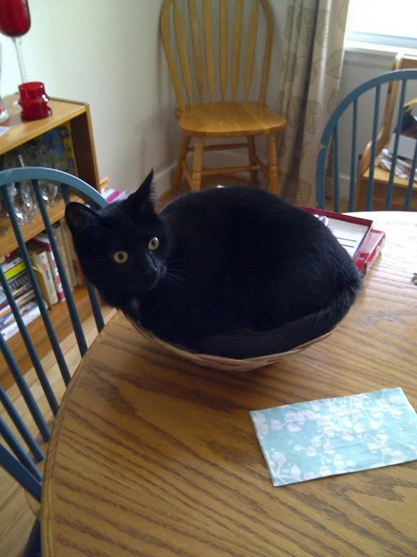 Кошки отдыхают