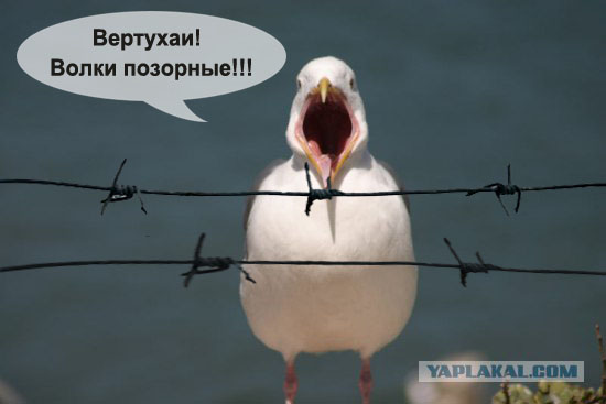 Чайка из Алькатраца