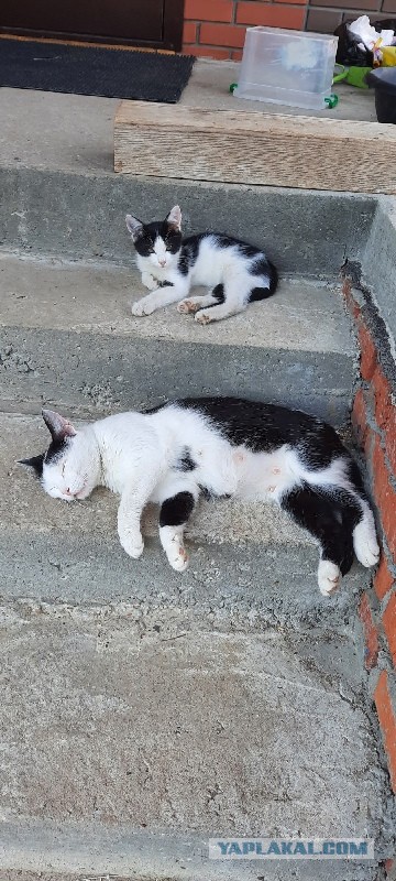 Коломна! Котята в добрые руки