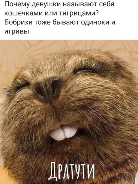 Весёлый полтишок 28.07.22