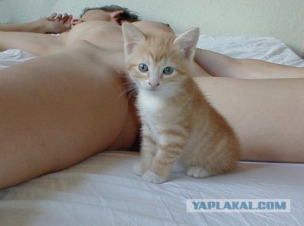 Главный модератор ЯПа