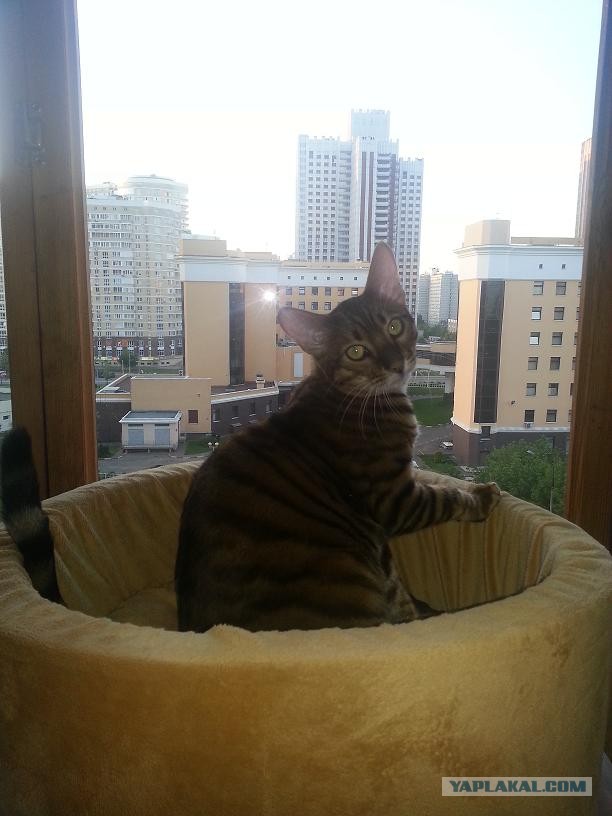 Котовторник 04.06.2013