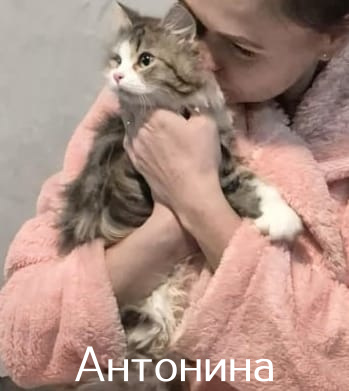 Жизнь домашнего приюта "Котоленд" 518