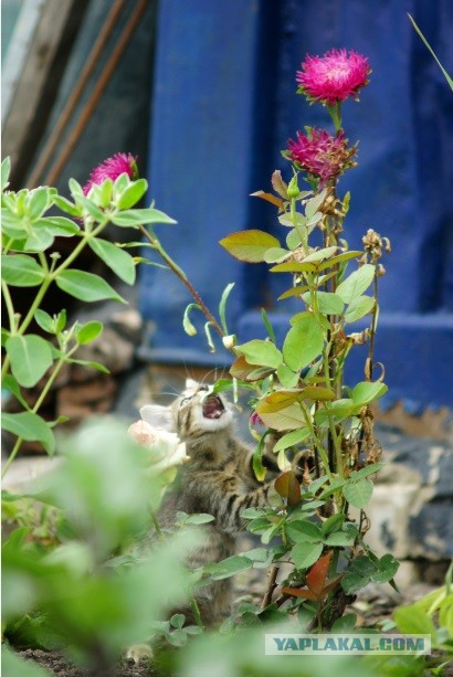 Котовторник 23.07.2013