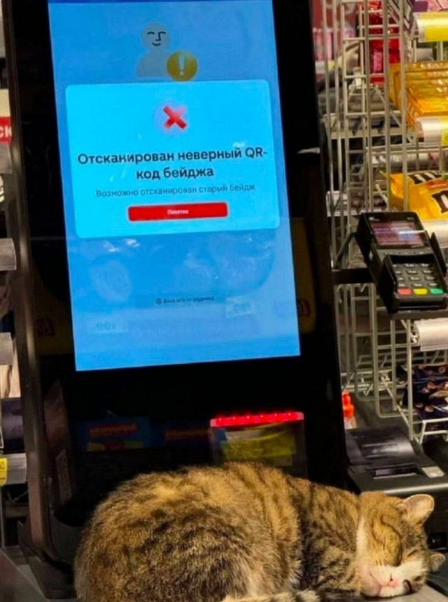 К котовторнику: подборка картинок-баянов с котиками и про котиков. Выпуск 40.