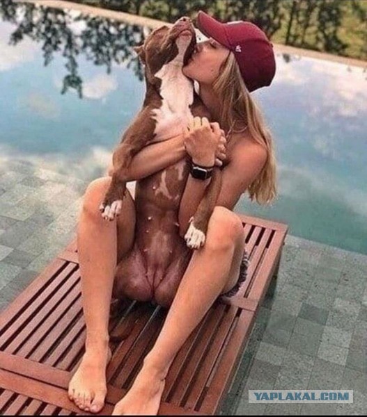 Винегрет из собак