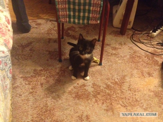 Котовторник  10.12.2013