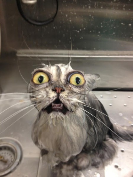 Сегодня мыли котов :3