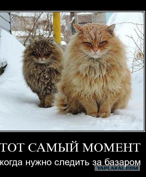 Картинки