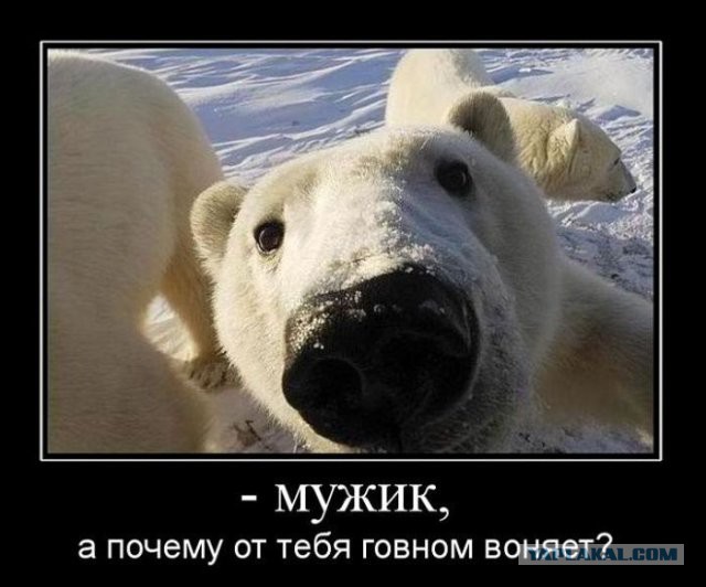 Шлепнул Мишку
