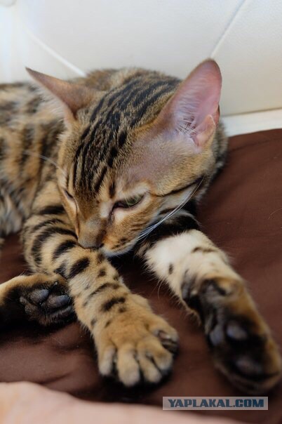 Котовторник 01.07.2014