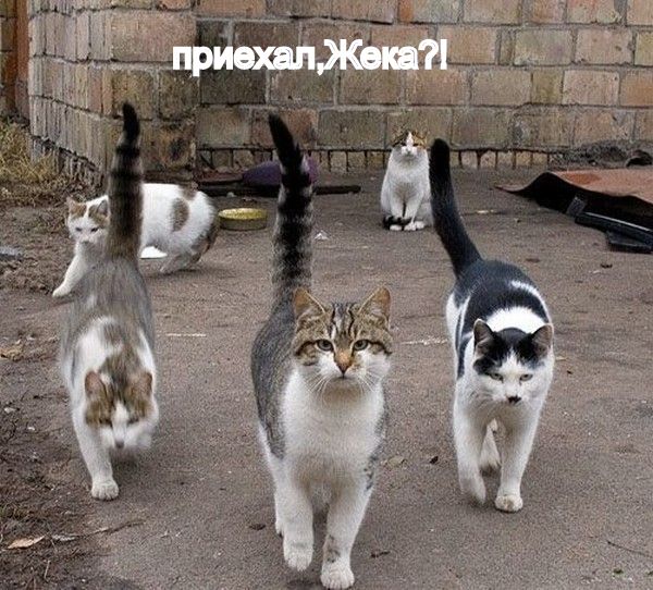 Битва мозгов.