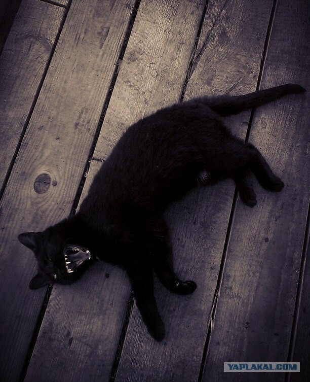 А у тебя есть фото твоей зевающей котейки ?