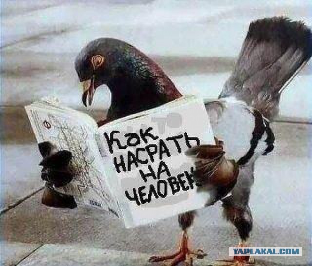 Прикольные картинки на понедельник .