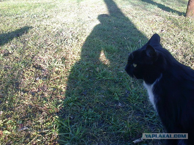 Котовторник 25.11.2014