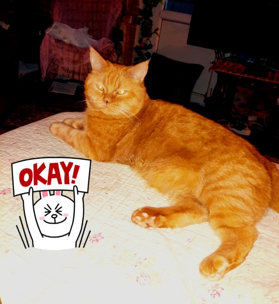 Котовторник 2.12.14