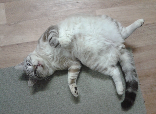 Котовторник