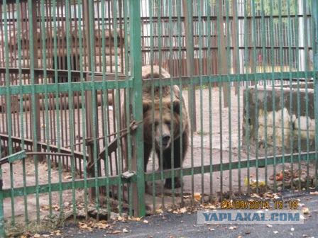 Эти маленькие собачки