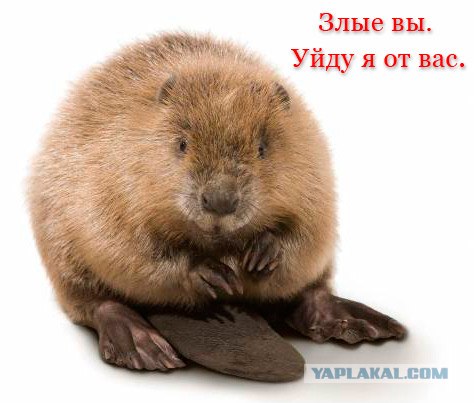 Объяснение понятий с помощью бобров