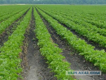 Строительство рубленной бани из кедра