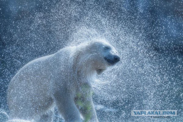 Подборка фотографий дня Nationalgeographic