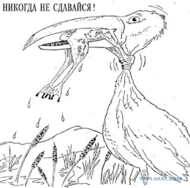 Рыба отправляет мужика в нокаут