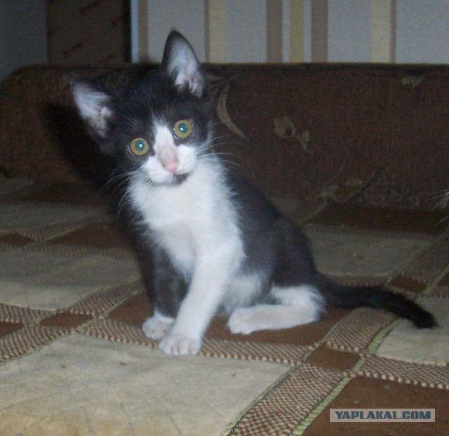 Котовторник 15.12.2015