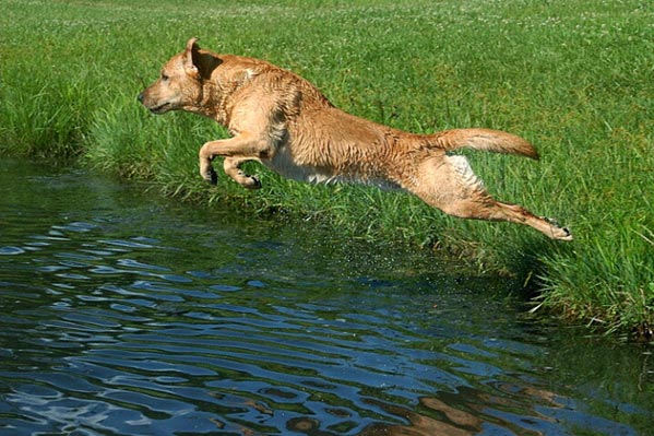 Почему собаки не летают. Остров летающих собак. Архипелаг летающих собак. Фотографии животных возле водогреек. Траваедние животные фото.