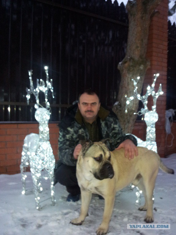 Не стало моей собаки