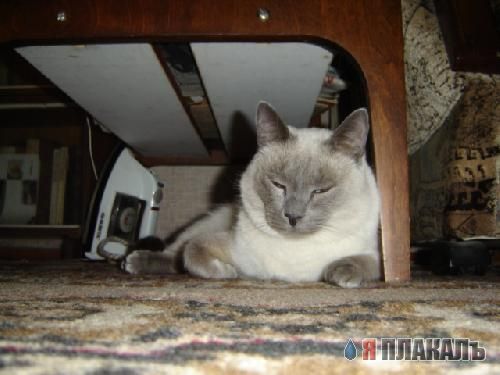 Коты, кошки, котята