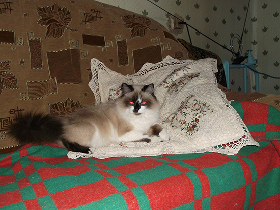 Котовторник  01.03.2016