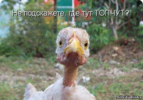 Соцсети - и смех и грех (2)