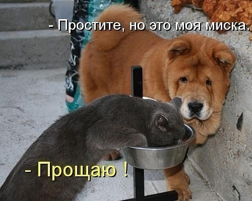 Коты, которые пытались что-то украсть